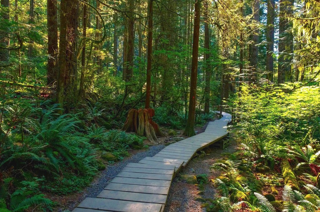 Lynn Canyon Cafe at the Lynn Canyon Suspension Bridge