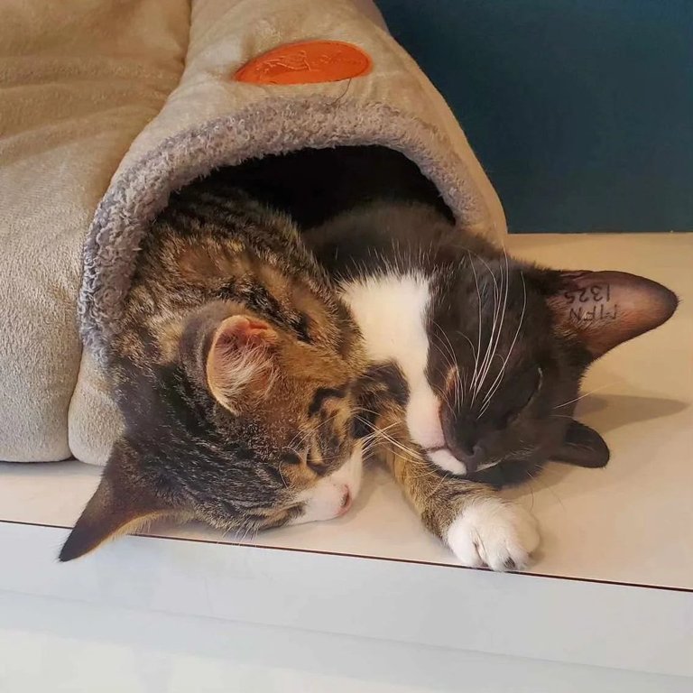 Regal Cat Cafe