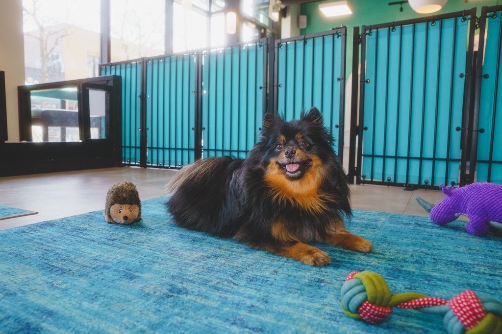 So Fetch Canine Social Club